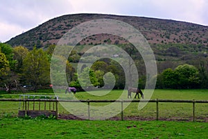 Peak / Hill and grazing horses on a farm, near Black Mountains, Brecon Beacons , Wales, UK