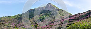 Peak of the Hwangmaesan Country Park in South Korea. Pink royal