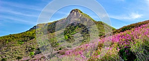 Peak of the Hwangmaesan Country Park in South Korea. Pink royal