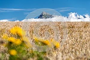 Peak Krivan in High Tatras mountains, Slovakia. Gold wheat field