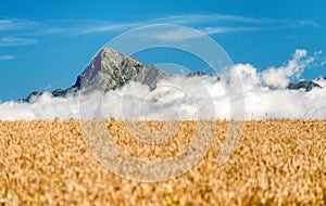 Peak Krivan in High Tatras mountains, Slovakia. Gold wheat field
