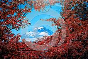 The Peak of Mt. Fuji between cloud with red leaf in th