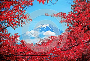 The Peak of Mt. Fuji between cloud with red leaf in th