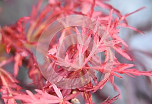 Peaking Through Leaves of a Split Leaf Japanese Maple