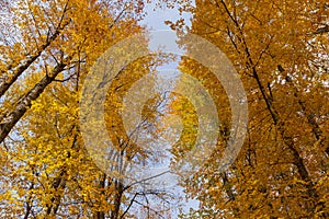 Peaks of autumn golden trees in a forest against a blue sky, view from below