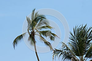 Palm trees in the wind.