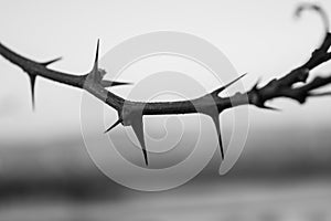 Peaky thorns photo