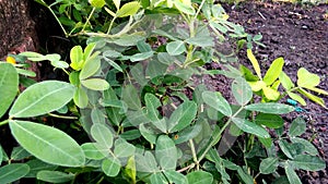 Peanut groundnut plants leave stock photo