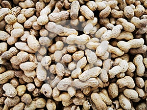 Peanut   Arachis hypogaea background image