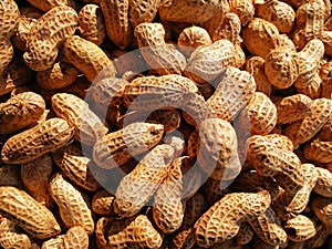 Closeup to Peanuts in sunshine