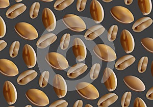 Peanut bean angiospermae cector illustration with isolated dark background.