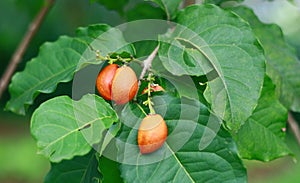 Peanut Butter Fruit photo