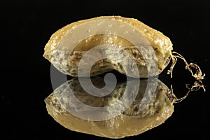 Peanut butter in shell peanuts with peanut grains close up on black reflective surface