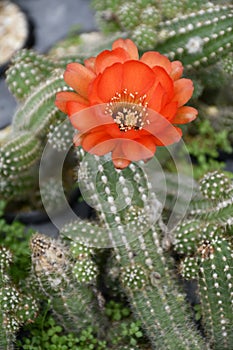 Peanut cactus pot plant with orange flower