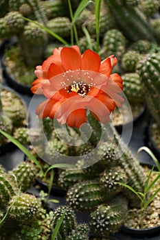 Peanut cactus pot plant with orange flower