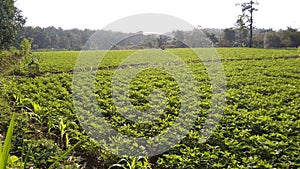 Peanut crop in rice fields