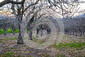 Peanut cultivation in Greece