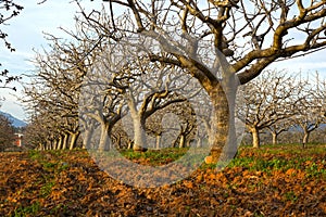 Peanut cultivation in Greece