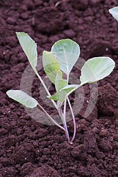 Peanut cultivation