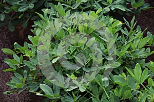 Peanut cultivation