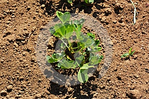 Peanut cultivation