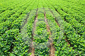 Peanut farm