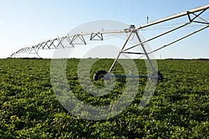 Peanut Farm Irrigation