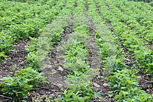 Peanut field