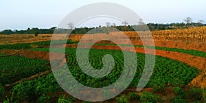 Peanut fields and corn rice fields, terraced rice fields structure