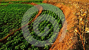 Peanut fields are located below corn fields