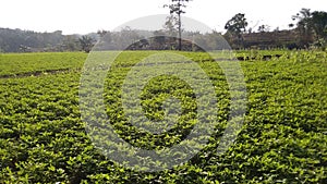 Peanut fields in the rice fields