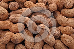 Peanut or groundnut photo