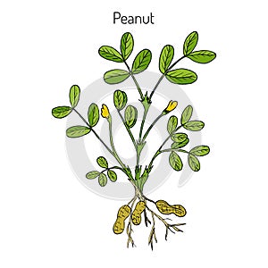 Peanut, or groundnut Arachis hypogaea