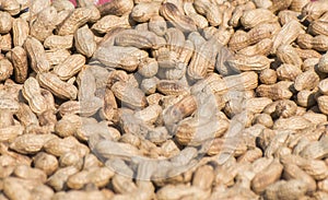 Peanut. Groundnut. Goober. Pindar. Monkey nut. Arachis hypogaea