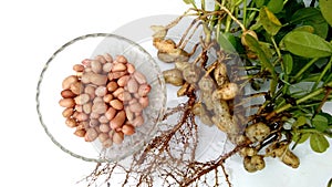 Peanut groundnut plant and a bowl of fruits roots