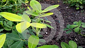 Peanut groundnut plants leave stock photo