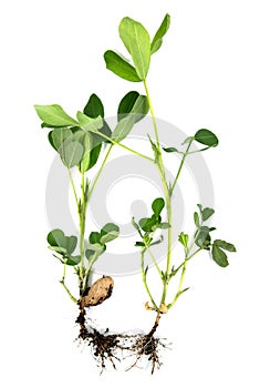 Peanut or groundnut with root and green leaves isolated on white background. Peanut tree plant with leaf seed and root isolated