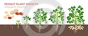 Peanut growing stages vector illustration in flat design. Planting process of groundnut plant. Peanut growth from seed