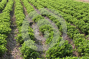 Peanut growing vegetable plot in organic farm