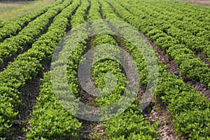 Peanut growing vegetable plot in organic farm