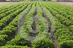 Peanut growing vegetable plot in organic farm