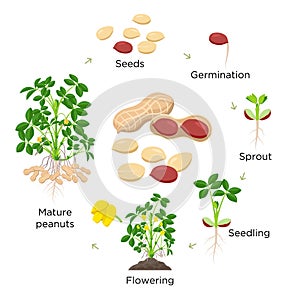 Peanut growth stages vector illustration in flat design. Planting process of groundnut plant. Peanut life cycle from