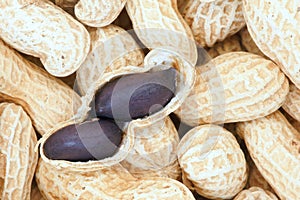 peanut kernel