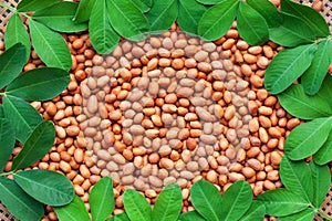 Peanut kernel with green leaves