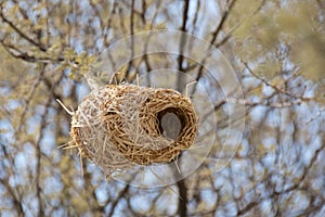 Peanut-like Bird`s Nest