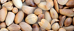 Peanut. A lot of small yellow nuts without peel. Background text