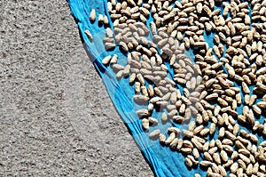 Peanut nuts in shell on blue net with concrete road in background