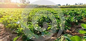 Peanut plant in farm with morning light