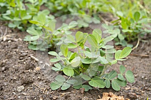 Peanut plant field. There are droplets on the leaves of the peanut plant after the rain