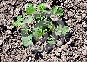 Peanut plant with fresh leaves